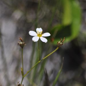 unknown white flower